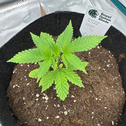 Tropical Mirage #4 growlog timeline photo