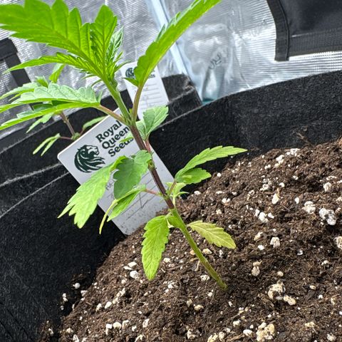 Tropical Mirage #2 growlog timeline photo