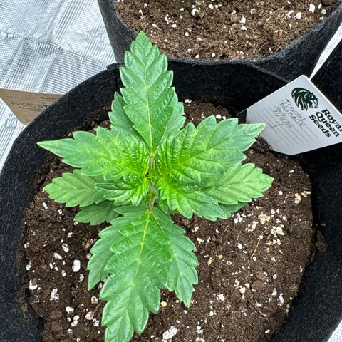 Tropical Mirage #1 growlog timeline photo