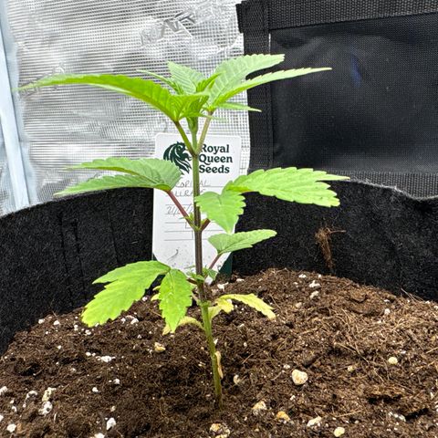 Tropical Mirage #4 growlog timeline photo