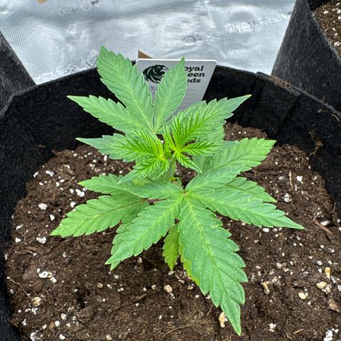 Tropical Mirage #3 growlog timeline photo