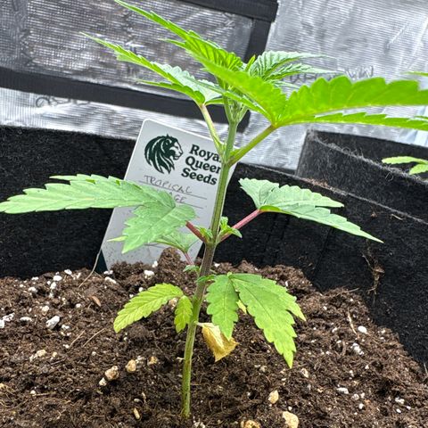 Tropical Mirage #3 growlog timeline photo
