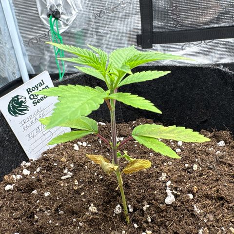 Tropical Mirage #5 growlog timeline photo