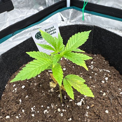 Tropical Mirage #5 growlog timeline photo
