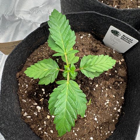 Tropical Mirage #1 growlog timeline photo