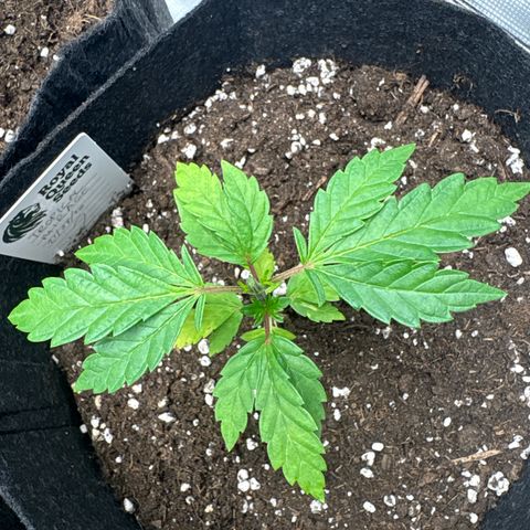 Tropical Mirage #2 growlog timeline photo