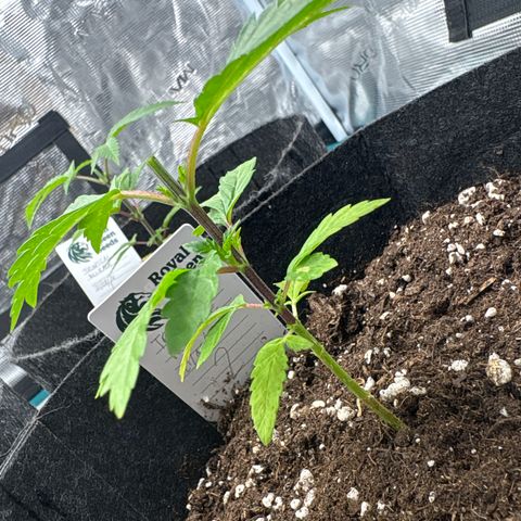 Tropical Mirage #2 growlog timeline photo
