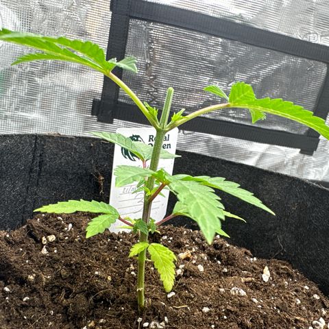 Tropical Mirage #3 growlog timeline photo
