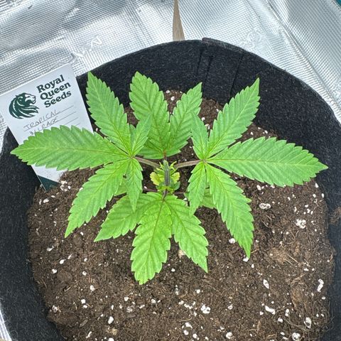 Tropical Mirage #4 growlog timeline photo