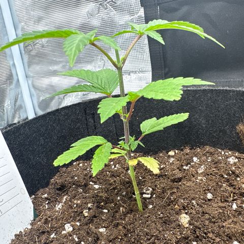 Tropical Mirage #4 growlog timeline photo