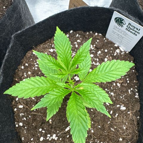Tropical Mirage #5 growlog timeline photo
