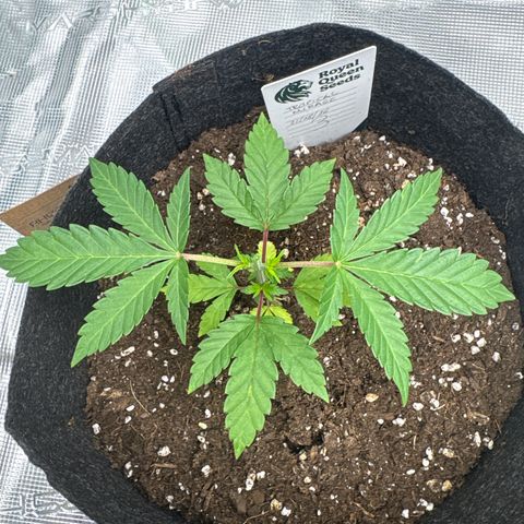 Tropical Mirage #3 growlog timeline photo