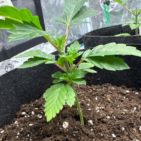 Tropical Mirage #1 growlog timeline photo