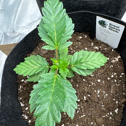 Tropical Mirage #1 growlog timeline photo