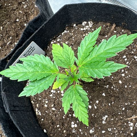 Tropical Mirage #2 growlog timeline photo
