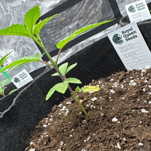 Tropical Mirage #5 growlog timeline photo