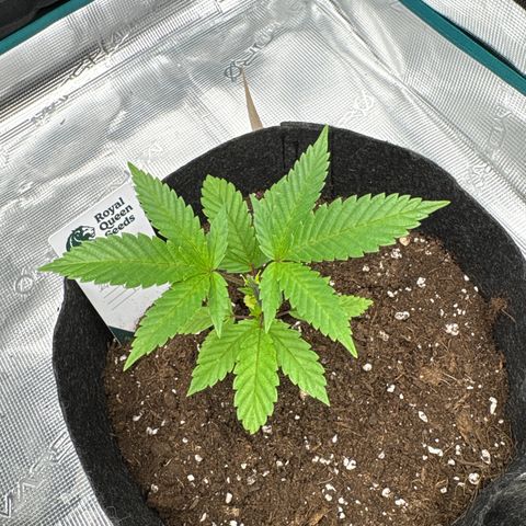 Tropical Mirage #4 growlog timeline photo