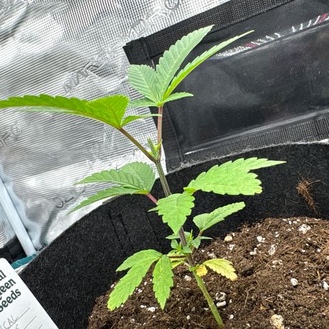Tropical Mirage #4 growlog timeline photo