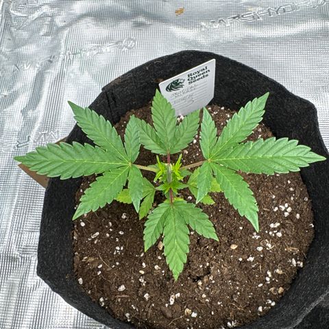 Tropical Mirage #3 growlog timeline photo