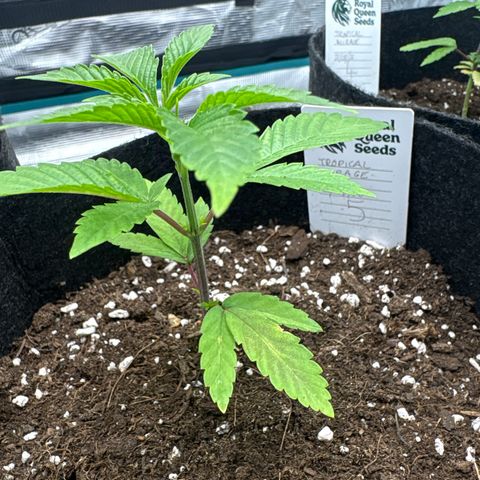 Tropical Mirage #5 growlog timeline photo