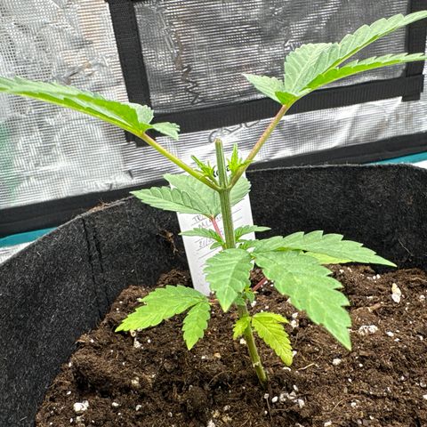 Tropical Mirage #3 growlog timeline photo