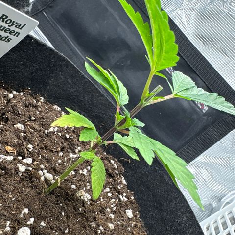 Tropical Mirage #2 growlog timeline photo