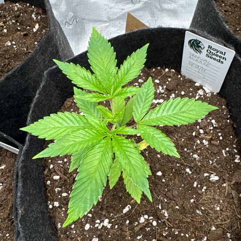 Tropical Mirage #5 growlog timeline photo