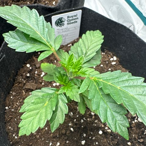 Tropical Mirage #1 growlog timeline photo
