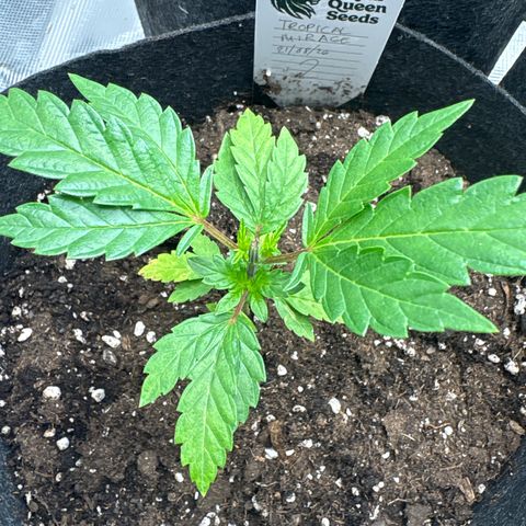 Tropical Mirage #2 growlog timeline photo