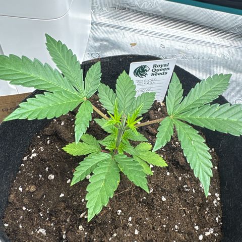 Tropical Mirage #3 growlog timeline photo