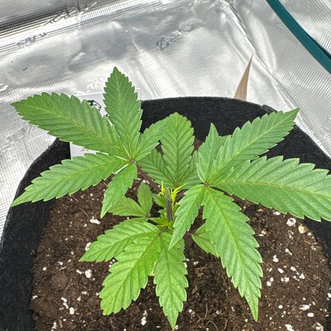 Tropical Mirage #4 growlog timeline photo