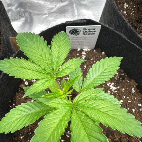 Tropical Mirage #5 growlog timeline photo