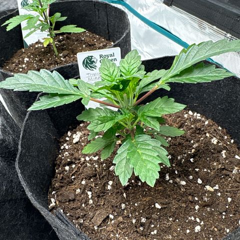 Tropical Mirage #1 growlog timeline photo