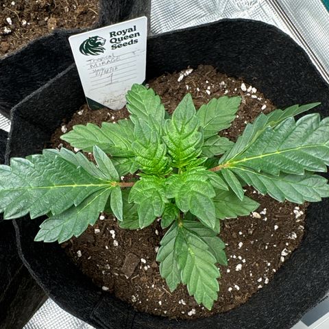Tropical Mirage #1 growlog timeline photo