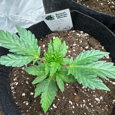 Tropical Mirage #2 growlog timeline photo