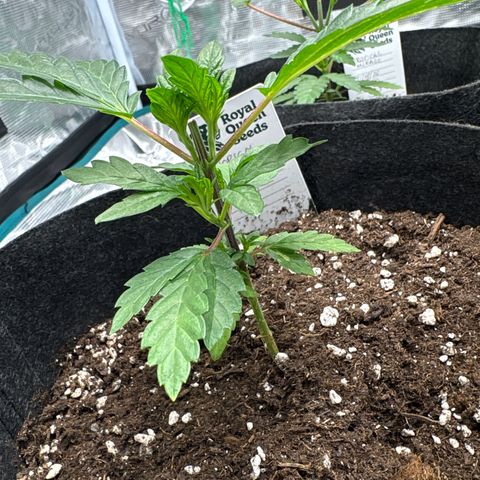 Tropical Mirage #2 growlog timeline photo