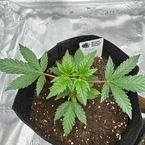 Tropical Mirage #3 growlog timeline photo