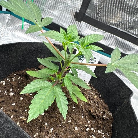 Tropical Mirage #3 growlog timeline photo