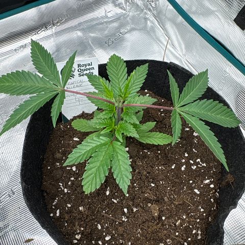 Tropical Mirage #4 growlog timeline photo