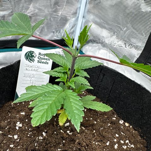 Tropical Mirage #4 growlog timeline photo