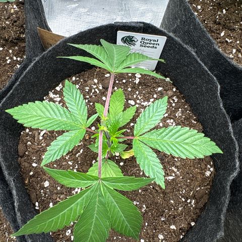 Tropical Mirage #5 growlog timeline photo