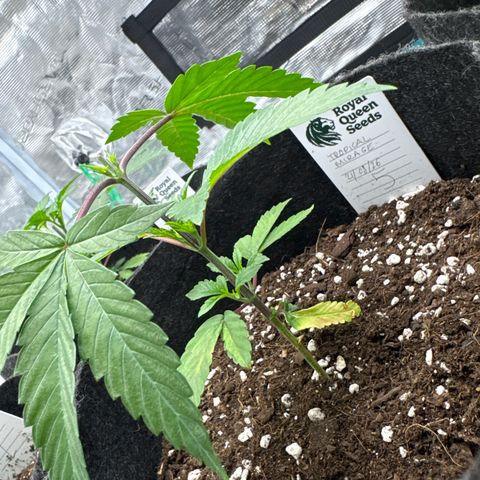 Tropical Mirage #5 growlog timeline photo