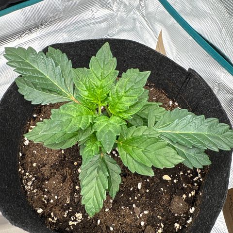 Tropical Mirage #1 growlog timeline photo