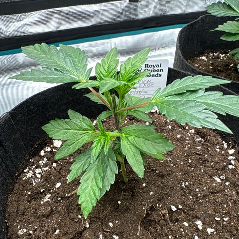 Tropical Mirage #2 growlog timeline photo