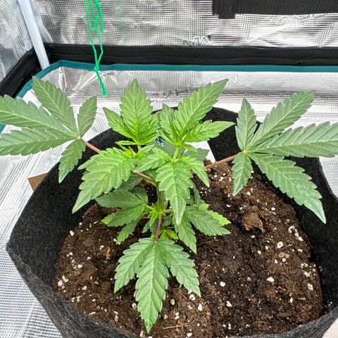 Tropical Mirage #3 growlog timeline photo