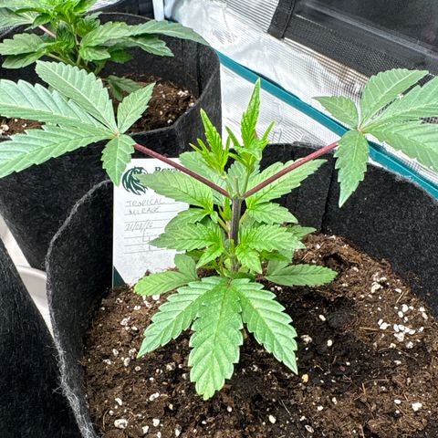 Tropical Mirage #4 growlog timeline photo