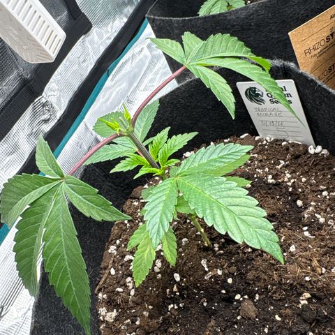 Tropical Mirage #5 growlog timeline photo