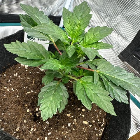 Tropical Mirage #1 growlog timeline photo