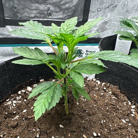 Tropical Mirage #2 growlog timeline photo
