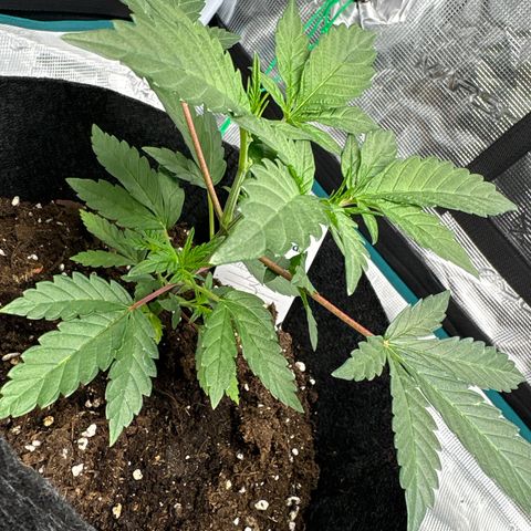 Tropical Mirage #3 growlog timeline photo